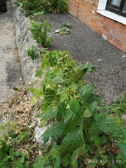 Impatiens parviflora