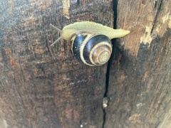 Caucasotachea vindobonensis