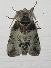Macrurocampa marthesia