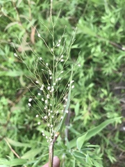 Dichanthelium scoparium