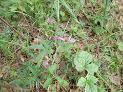 Trifolium lupinaster