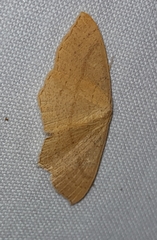 Cyclophora ruficiliaria