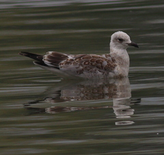 Ichthyaetus melanocephalus