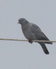 Columba oenas