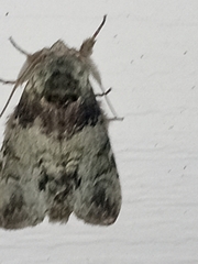 Macrurocampa marthesia
