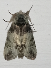 Macrurocampa marthesia