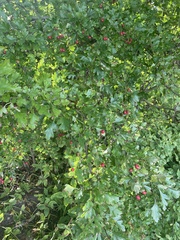 Crataegus