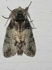 Macrurocampa marthesia