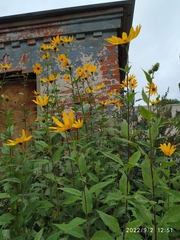 Helianthus tuberosus