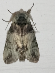 Macrurocampa marthesia