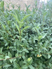 Ligustrum ovalifolium