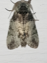 Macrurocampa marthesia