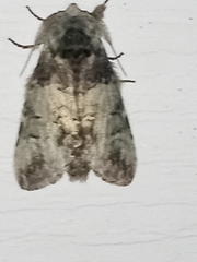 Macrurocampa marthesia