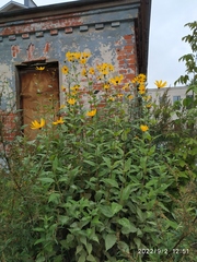 Helianthus tuberosus