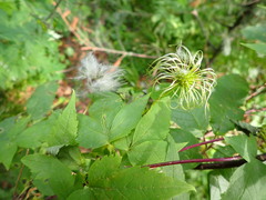 Clematis alpina sibirica