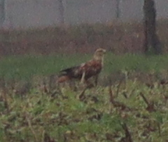 Buteo rufinus