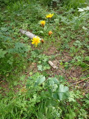 Crepis sibirica