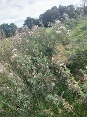 Carduus crispus