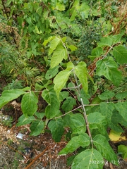 Acer negundo