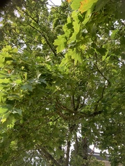 Acer platanoides