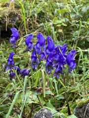Aconitum variegatum