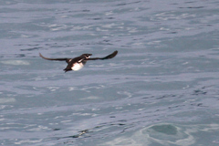 Brachyramphus marmoratus