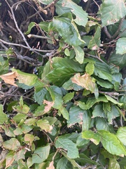 Fagus sylvatica