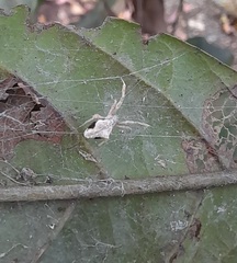 Uloborus