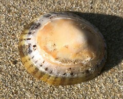 Cellana tramoserica