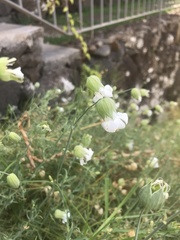 Silene uniflora uniflora