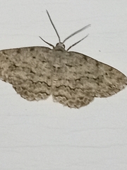 Ectropis crepuscularia