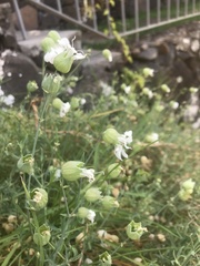 Silene uniflora uniflora