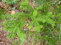 Abies sibirica