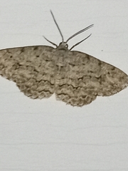 Ectropis crepuscularia