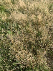 Agrostis capillaris