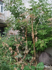 Heracleum sosnowskyi