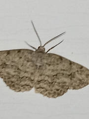 Ectropis crepuscularia