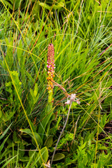 Disa versicolor