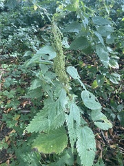 Urtica