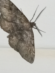 Melanolophia