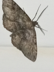 Melanolophia