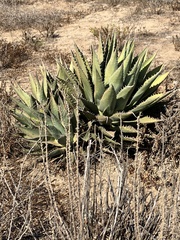 Agave shawii shawii