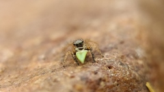 Stenaelurillus sarojinae