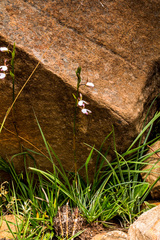 Eulophia zeyheriana