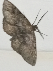 Melanolophia