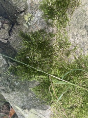 Homalothecium sericeum