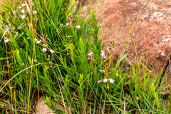 Eulophia zeyheriana