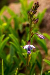 Eulophia zeyheriana