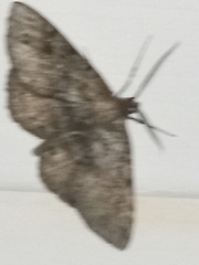 Melanolophia