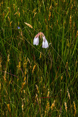 Gladiolus papilio